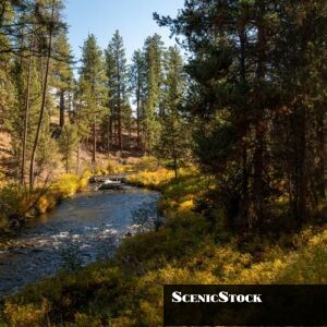 Tumalo Creek in Shevlin Park in Fall